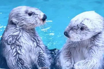 画像:鳥羽水族館 ラッコ